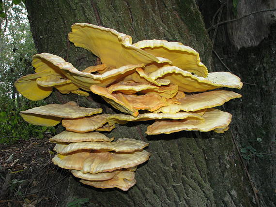 sírovec obyčajný Laetiporus sulphureus (Bull.) Murrill