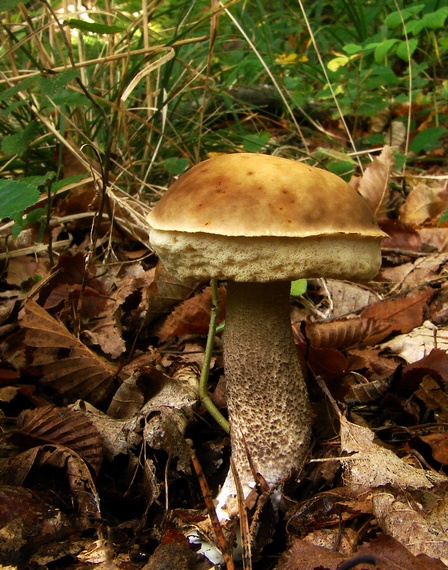 kozák hrabový Leccinum pseudoscabrum (Kallenb.) Šutara