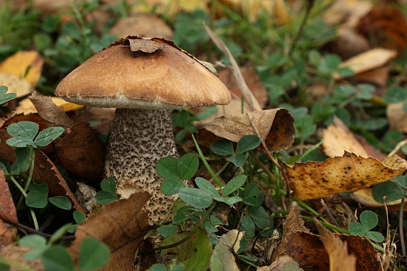 kozák brezový Leccinum scabrum (Bull.) Gray