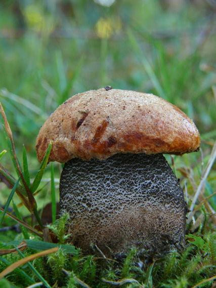 kozák žltooranžový Leccinum versipelle (Fr. & Hök) Snell