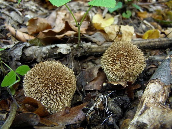 prášnica pichliačová Lycoperdon echinatum Pers.