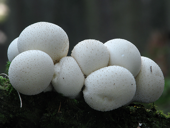 prášnica Lycoperdon sp.