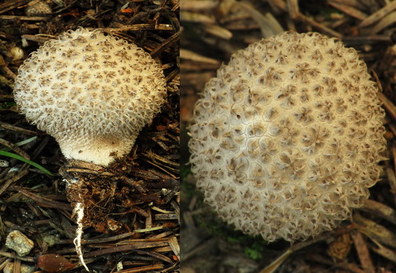 prášnica huňatá Lycoperdon umbrinum Hornem.