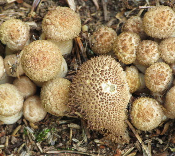 prášnica huňatá Lycoperdon umbrinum Hornem.