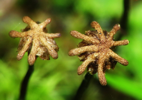 porastnica mnohotvárna Marchantia polymorpha L.