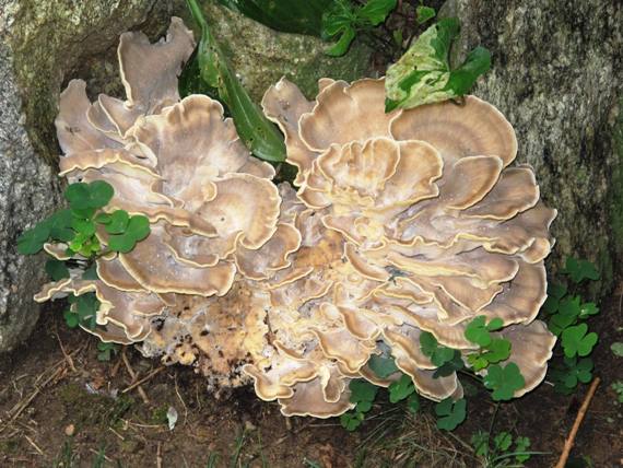 vejárovec obrovský Meripilus giganteus (Pers.) P. Karst.