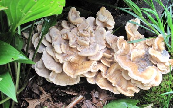 vejárovec obrovský Meripilus giganteus (Pers.) P. Karst.