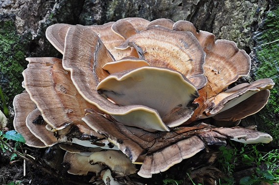 vejárovec obrovský Meripilus giganteus (Pers.) P. Karst.