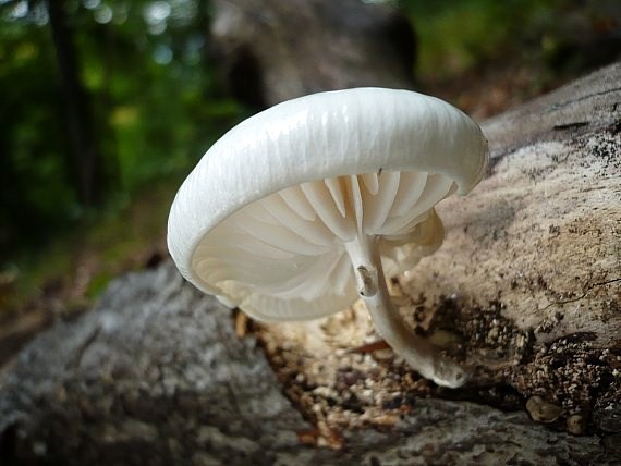 sliznačka obyčajná Mucidula mucida (Schrad.) Pat.