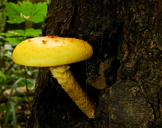 šupinovka slizká Pholiota adiposa (Batsch) P. Kumm.