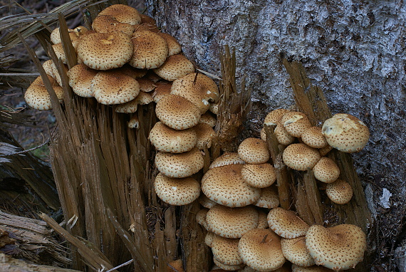 šupinovka šupinatá Pholiota squarrosa (Vahl) P. Kumm.