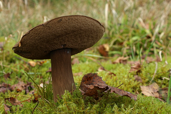 tmavohríb obyčajný Porphyrellus porphyrosporus (Fr. & Hök) E.-J. Gilbert