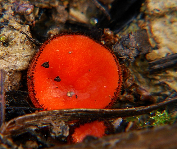 štítovnička Scutellinia sp.