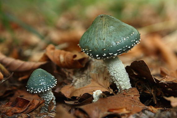 golierovka zelenkastá Stropharia aeruginosa (Curtis) Quél.