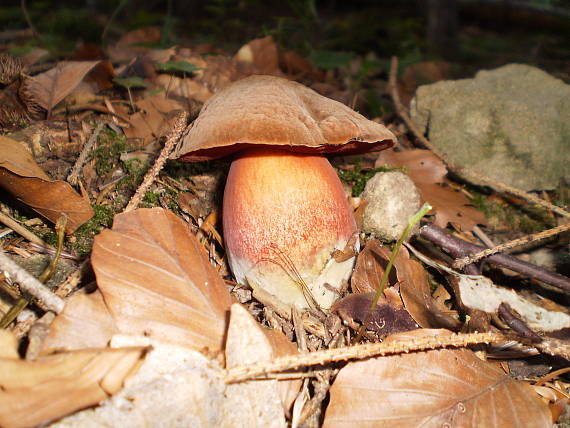 hríb zrnitohlúbikový Sutorius luridiformis (Rostk.) G. Wu & Zhu L. Yang