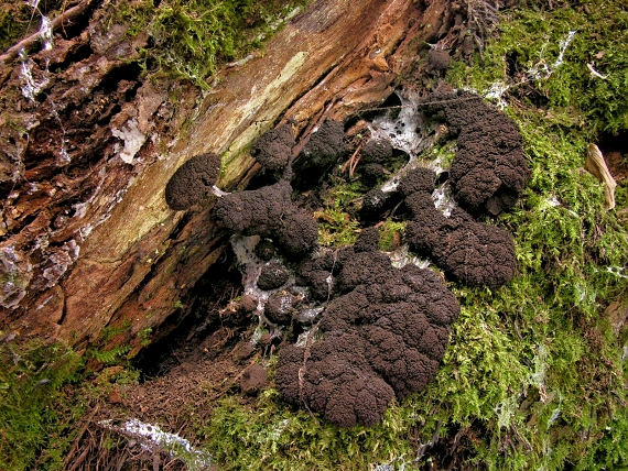 slizovka - Ponořenka Symphytocarpus amaurochaetoides Nann.-Bremek.