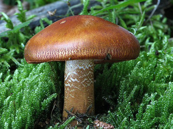 čírovka oranžová Tricholoma aurantium (Schaeff.) Ricken