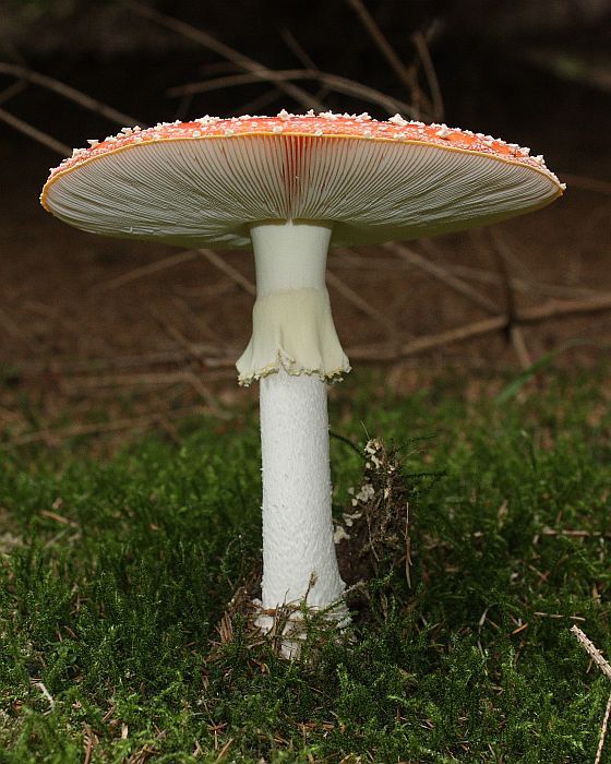 muchotrávka červená Amanita muscaria (L.) Lam.