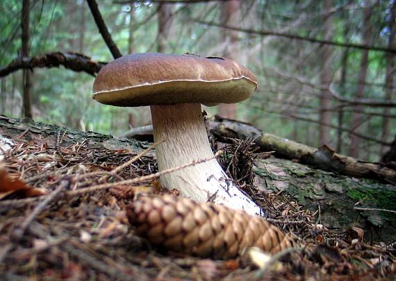 hríb smrekový Boletus edulis Bull.