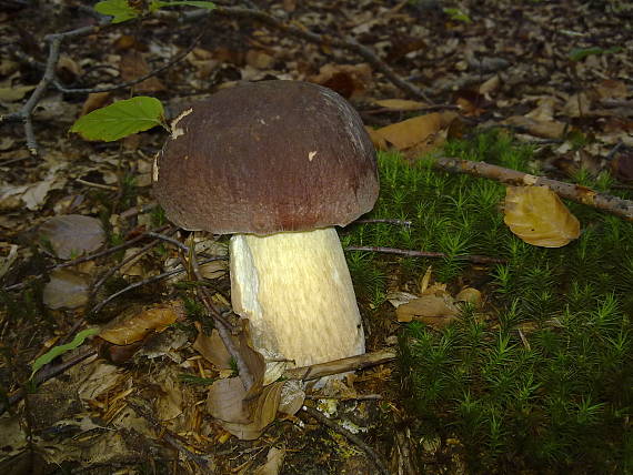 hríb sosnový Boletus pinophilus Pil. et Dermek in Pil.