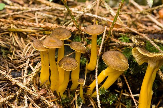 liška nálevkovitá ? Cantharellus tubaeformis? Fr.