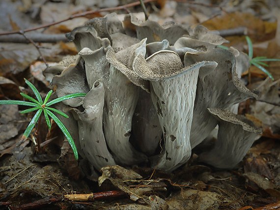 lievik trúbkovitý Craterellus cornucopioides (L.) Pers.