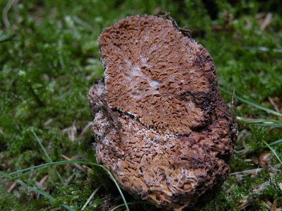 strapatec smrčkovitý Gautieria morchelliformis Vittad.