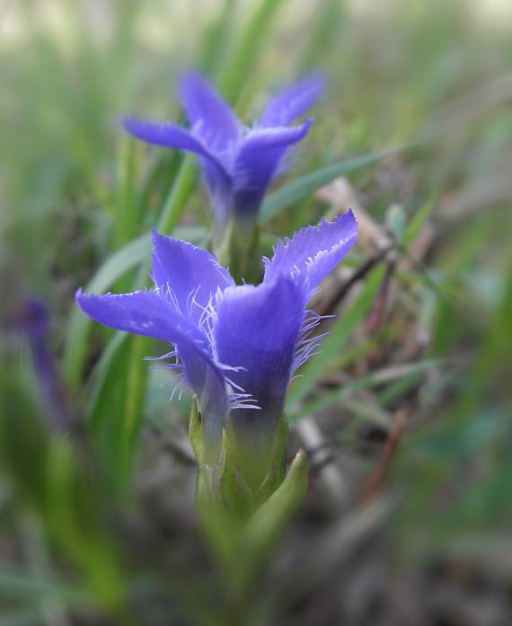 pahorec brvitý Gentianopsis ciliata (L.) Ma