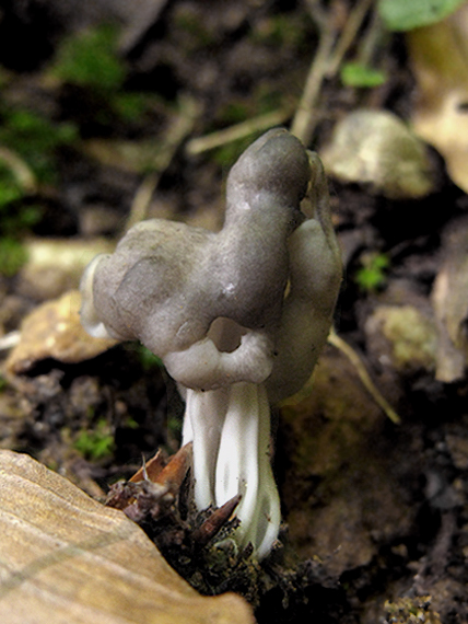 chriapač jamkatý Helvella lacunosa Afzel.