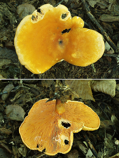 líška oranžová Hygrophoropsis aurantiaca (Wulfen) Maire