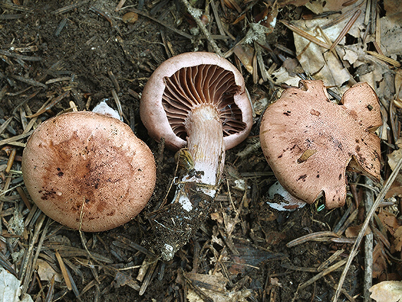 šťavnačka vínovočervená Hygrophorus capreolarius Kalchbr.