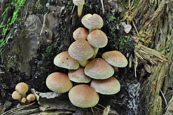 strapcovka zväzkovitá Hypholoma fasciculare (Huds.) P. Kumm.