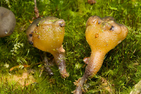 patyčka rosolovitá ? Leotia lubrica ?