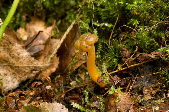 patyčka rosolovitá Leotia lubrica (Scop.) Pers.