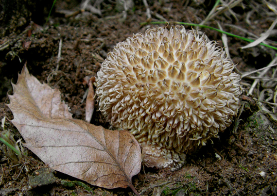 prášnica pichliačová Lycoperdon echinatum Pers.