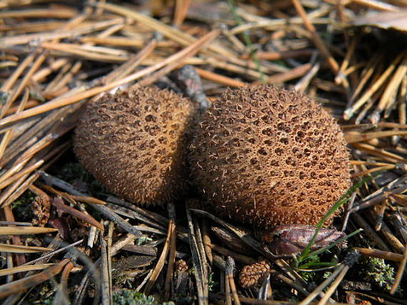 prášnica tmavá ? Lycoperdon nigrescens Wahlenb.