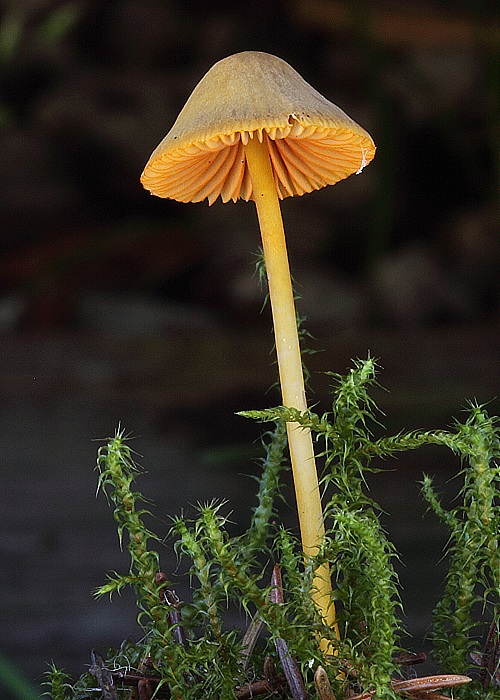 prilbička oranžovoobrúbená Mycena aurantiomarginata (Fr.) Quél.