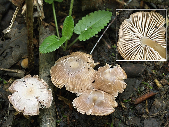 prilbička Mycena sp.