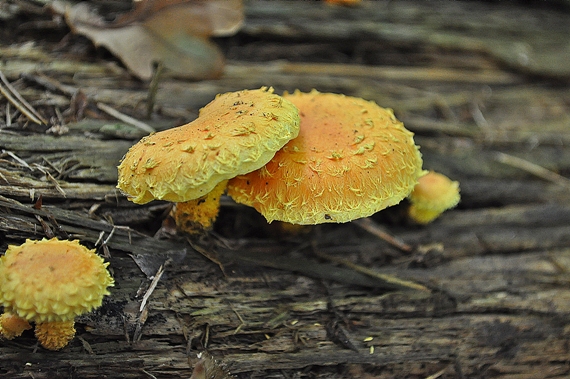 šupinovka ohnivá Pholiota flammans (Batsch) P. Kumm.