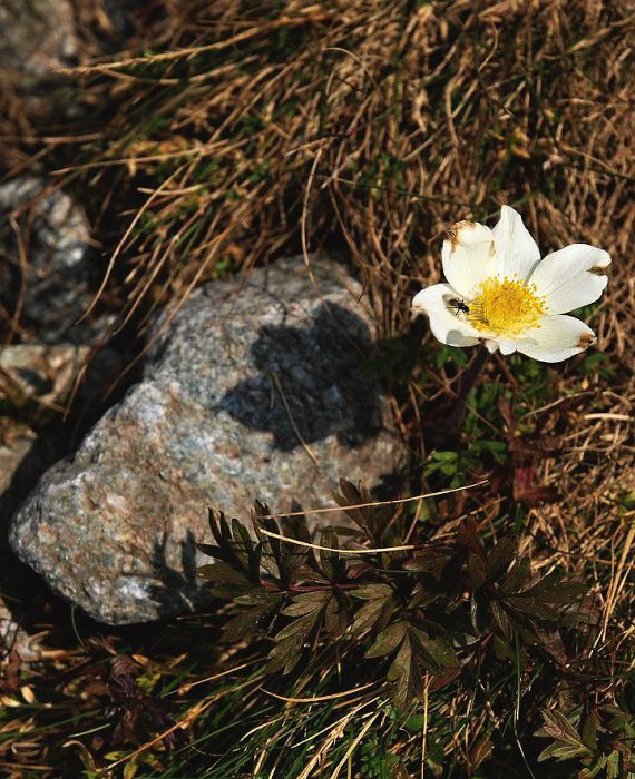 poniklec biely Pulsatilla scherfelii (Ullepitsch) Skalický