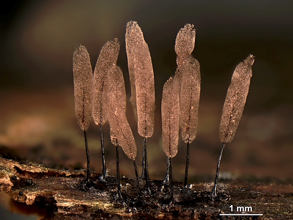 slizovka - Pazderek vyžádaný Stemonitopsis hyperopta (Meyl.) Nann.-Bremek.