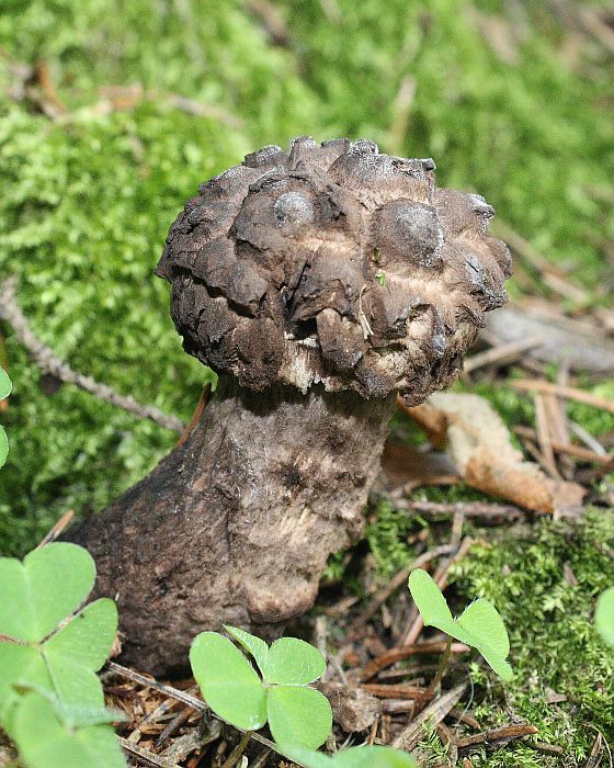 šiškovec šupinatý Strobilomyces strobilaceus (Scop.) Berk.