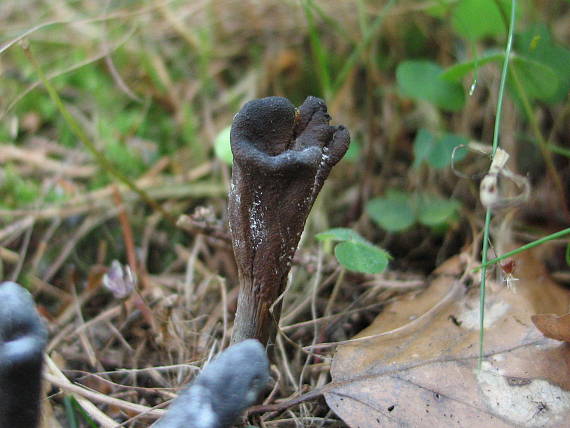 housenice cizopasná Tolypocladium ophioglossoides (J.F. Gmel.) Quandt, Kepler & Spatafora