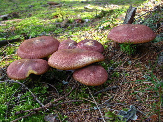 čírovec červenožltý Tricholomopsis rutilans (Schaeff.) Singer