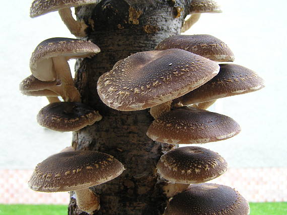 shiitake