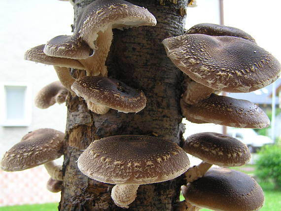 shiitake