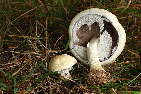 pečiarka Agaricus sp.