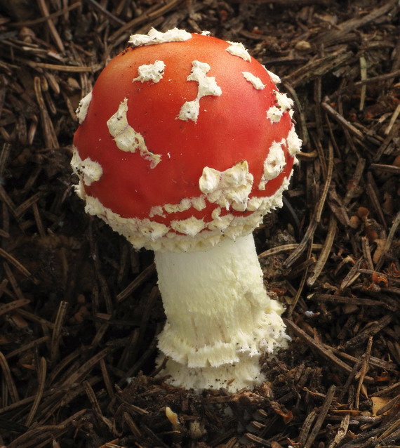 muchotrávka červená Amanita muscaria (L.) Lam.