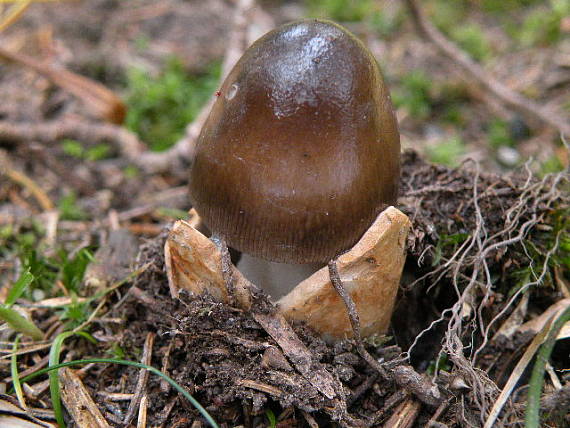 muchotrávka Amanita sp.