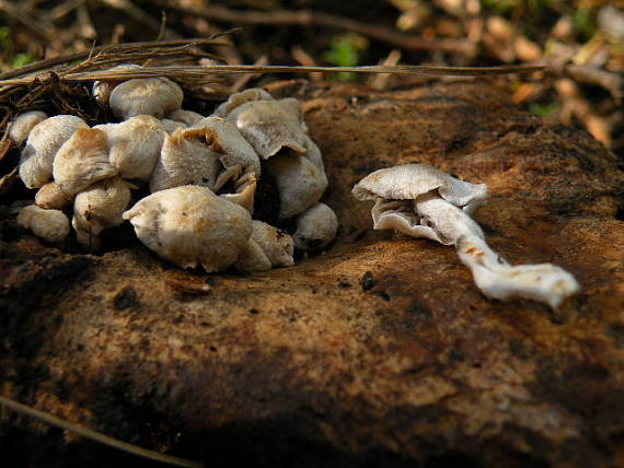 príživnica obyčajná Asterophora parasitica (Bull.) Singer